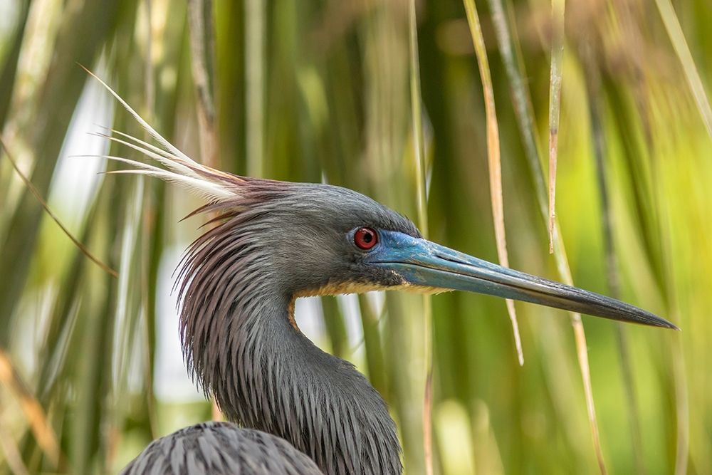 Florida-Anastasia Island-Alligator Farm Tri-colored heron in breeding plumage